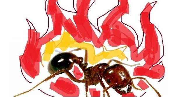 Campaign to change the name of fire ants to “spicy boys” gathers pace
