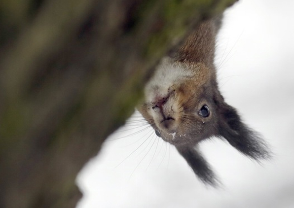 Politician Who Criticized Squirrels Gets Hospitalized By Squirrel