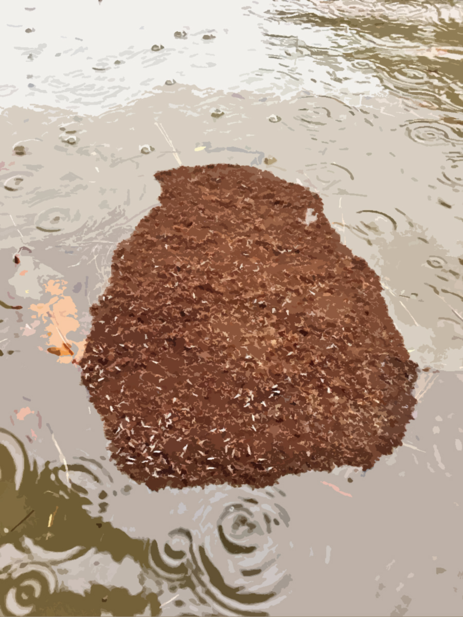Fire Ants Make Themselves into Rafts to Float to Safety in Houston