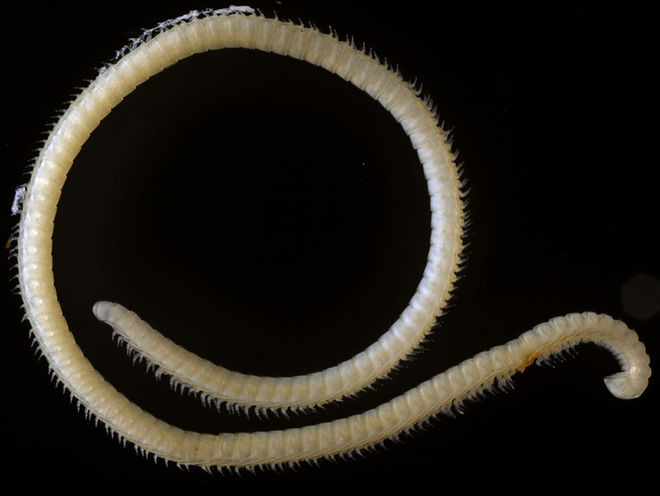 New Millipede Species Has 414 Legs and 4 Penises