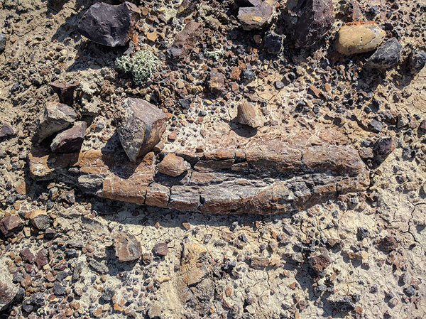 Weird 'Rocks' at Robotics Test Site Turn Out to Be Dinosaur Fossils