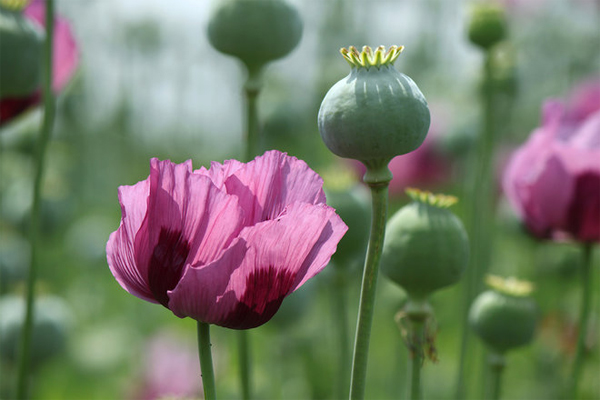 Massive Poppy Bust: Why Home-Grown Opium Is Rare