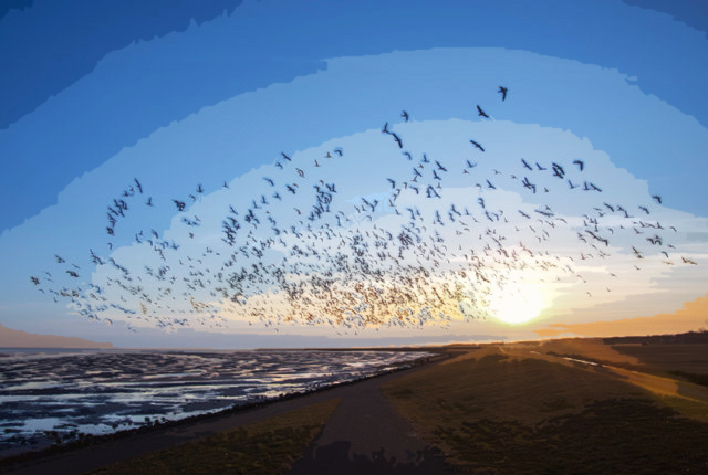 How Do Birds Know How to Migrate?