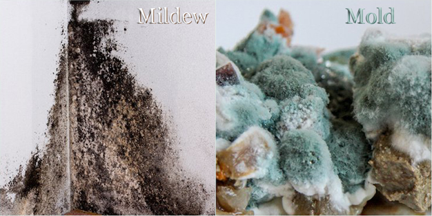 What is the Difference Between Mold and Mildew?