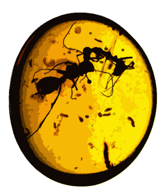 Ant Warfare: Fossils Reveal Insects Locked in Mortal Combat