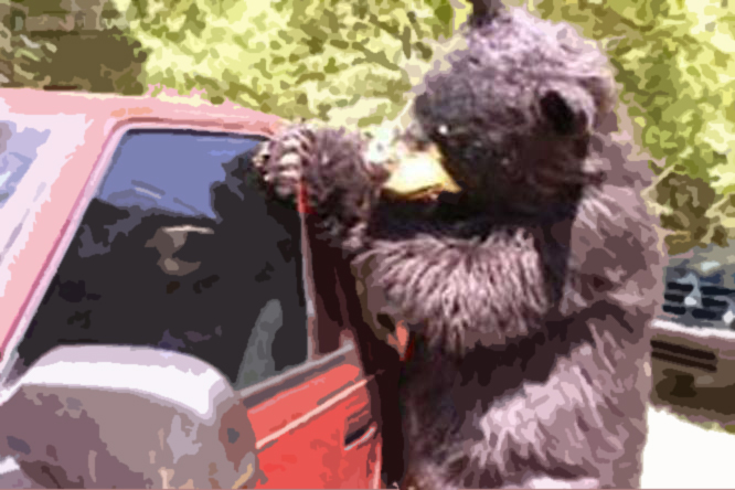 Bear breaks into car for protein bar feast
