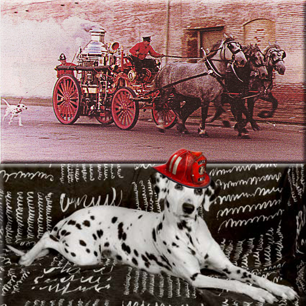 Mr. Answer Man Please Tell Us: Why are Dalmatians the traditional mascots of firehouses?