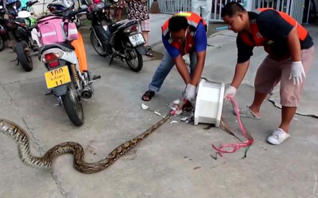 Man Bitten By Nine-Foot Python While On Toilet