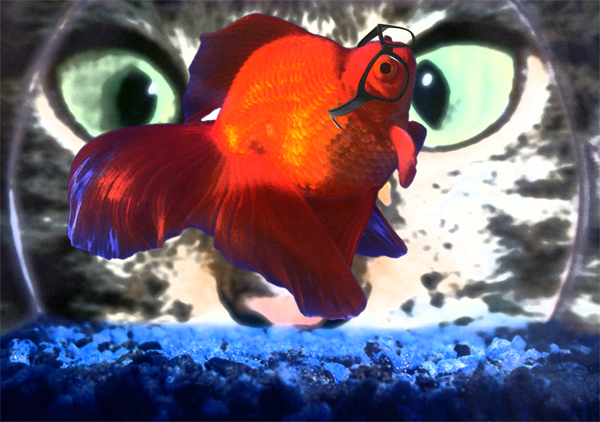 Microsoft: Humans have shorter attention span than a goldfish
