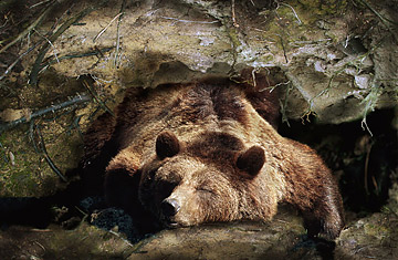Mr. Answer Man Please Tell Us: How do bears survive the winter in hibernation without dehydrating?