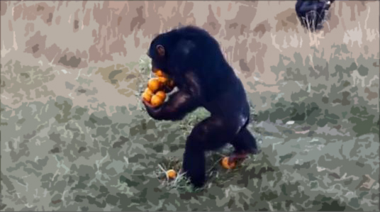 Talented chimp in South Africa shows how to carry “a dozen oranges at once”