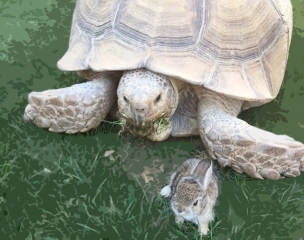 Baby Bunny Was Lost — Until He Found A Tortoise To Be His Friend