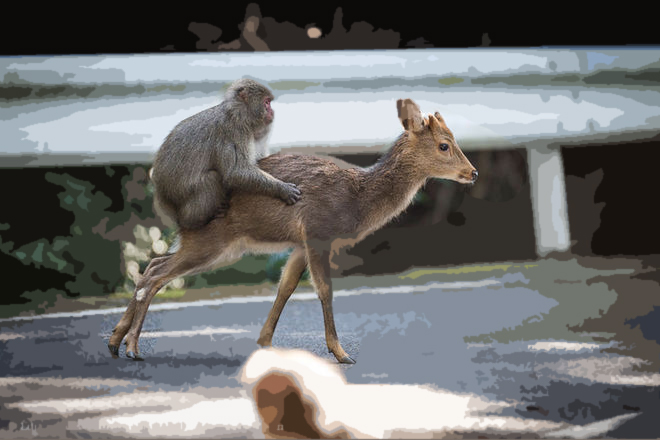 Doe! Deer and Macaque Caught Monkeying Around