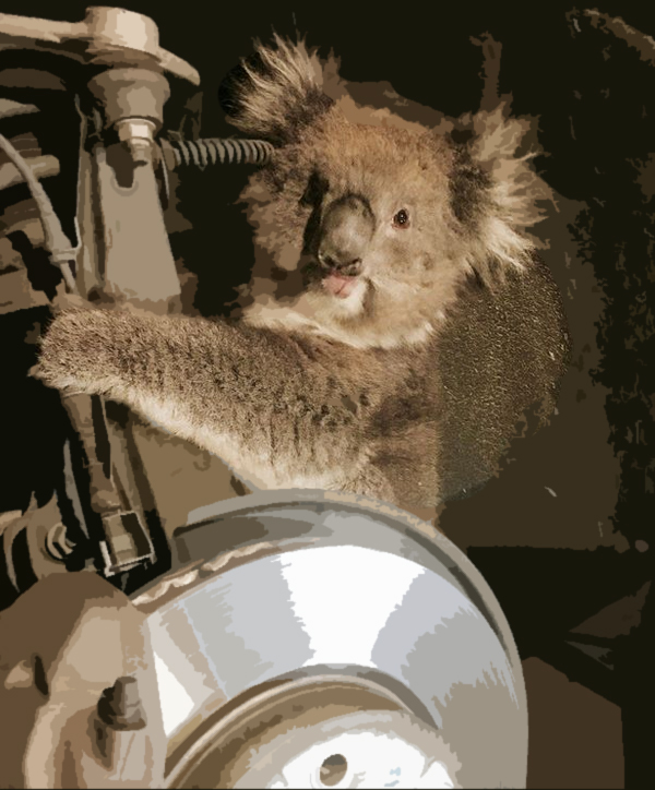 Driver stops car after hearing mysterious crying 10 miles from home and finds terrified koala clinging to wheel