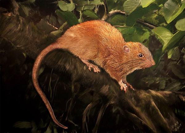Giant Rodent: 18-Inch Rat Species Discovered