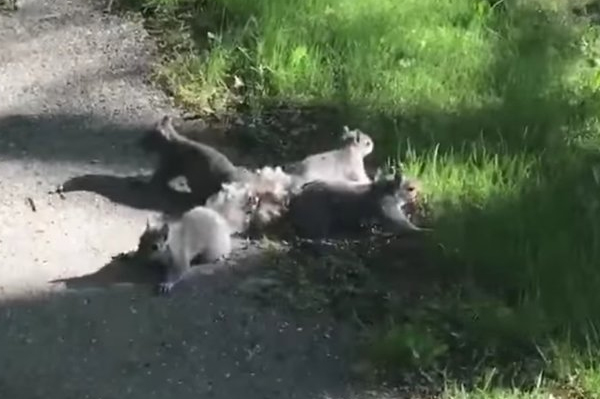 Four Baby Squirrels Get Tails Entangled in Bizarre Video (Here's How)
