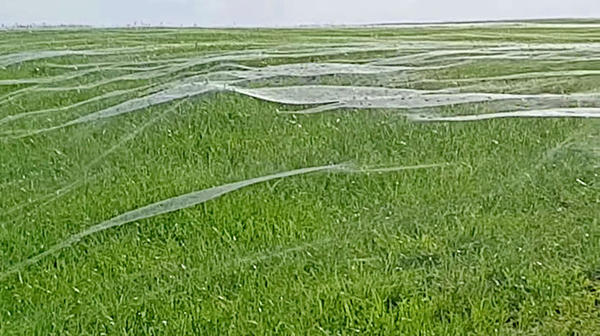 Blanket of Spiderwebs Covers Entire Field