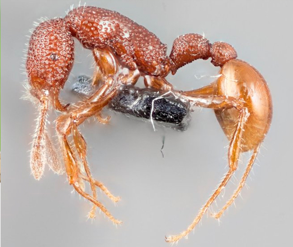 Cannibal 'T. Rex' Ants Seen Live for 1st Time Ever (and They're Shy)