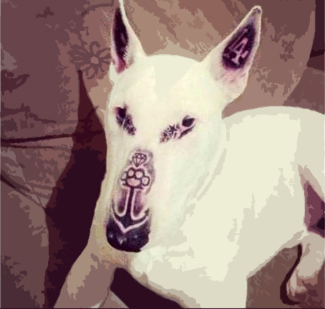 Tattooed dog photos prompt animal welfare concerns