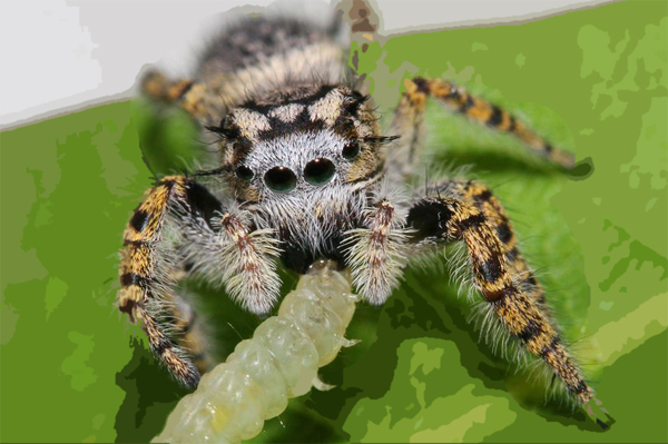 Terrifying amount of prey spiders devour each year revealed for the first time