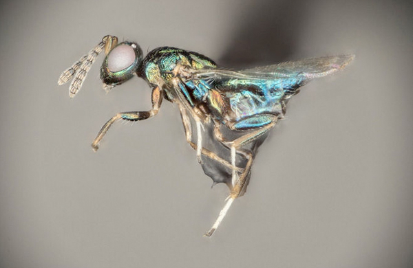 “Crypt-Keeper Wasp” Turns Its Host into a Self-Sacrificing Zombie