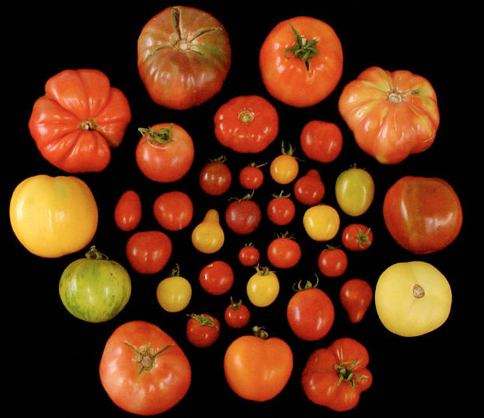Big, Red and Tasteless: Why Tomatoes Lost Their Flavor