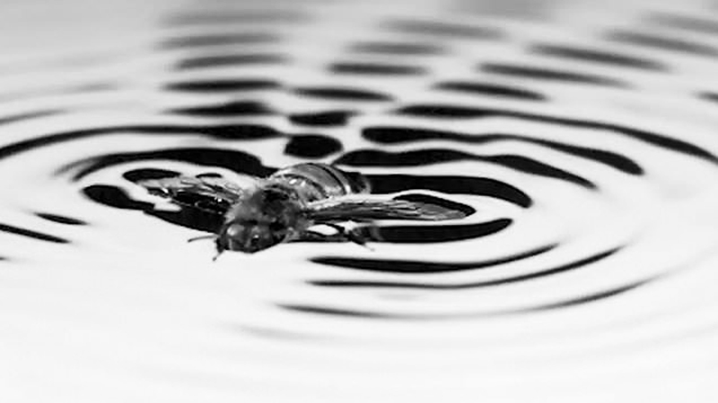 When stuck in water, bees create a wave and hydrofoil atop it