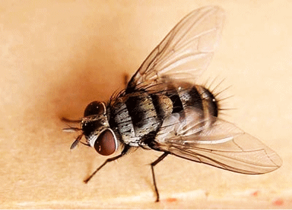 Why do we freeze when startled - New study in flies points to serotonin