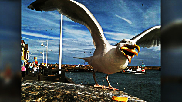 This french-fry-stealing seagull is the star of a new advertising campaign