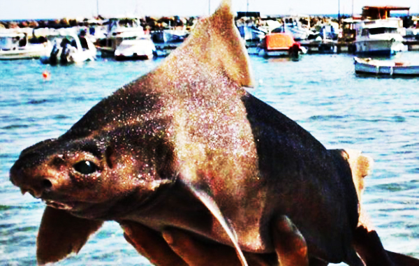 Bizarre pig-faced shark found dead in the Mediterranean Sea. Is it real?