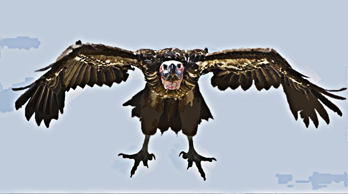 Why Don't Vultures Eat Live Prey?