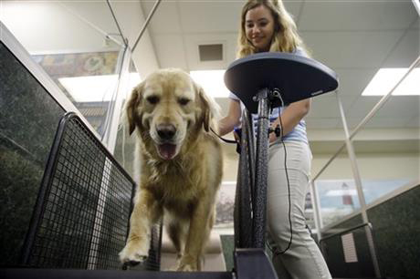 Fat camps offer pudgy pets “pawlates” to slim down