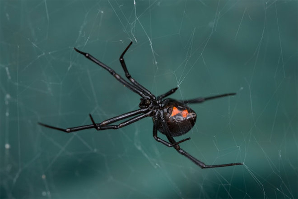 How the Heck Did Black Widow Spider DNA Get Inside a Virus?