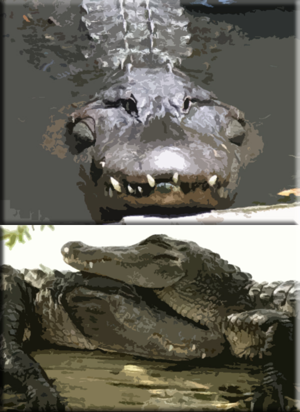 What’s the Difference Between an Alligator and a Crocodile?