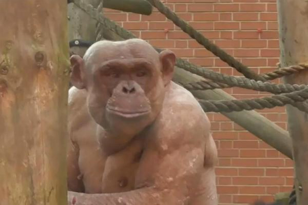 Naked chimpanzees suffering from alopecia brawl at British zoo