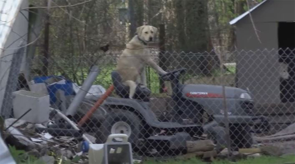 News broadcast interrupted by dog riding a lawnmower