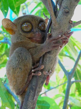 Furbys (The world's smallest primate, the highly-endangered Tarsier, has been called the “Real-life Furby” Discovered in Indonesia)